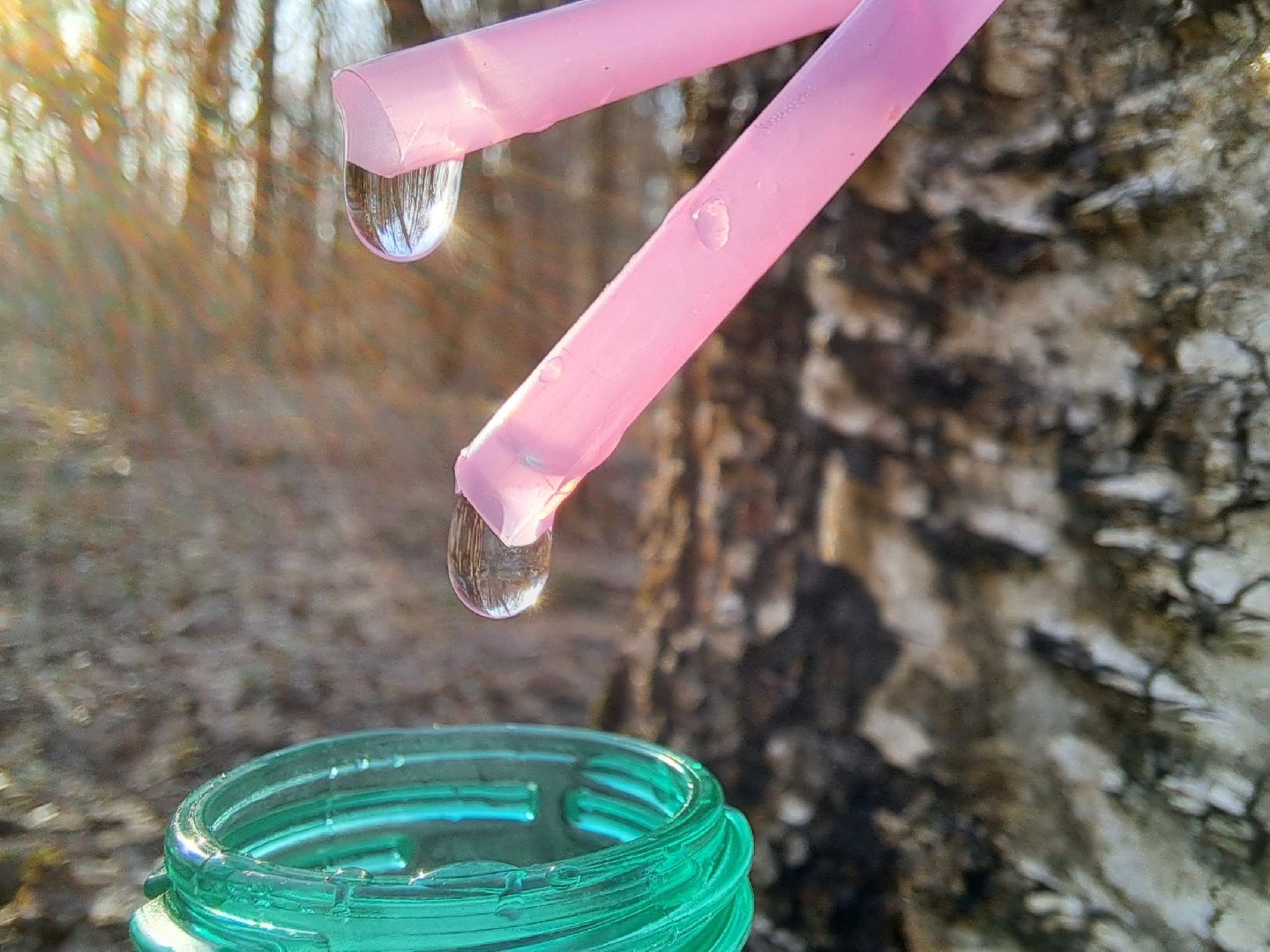 Березовый сок, Лес, Природа, Березы