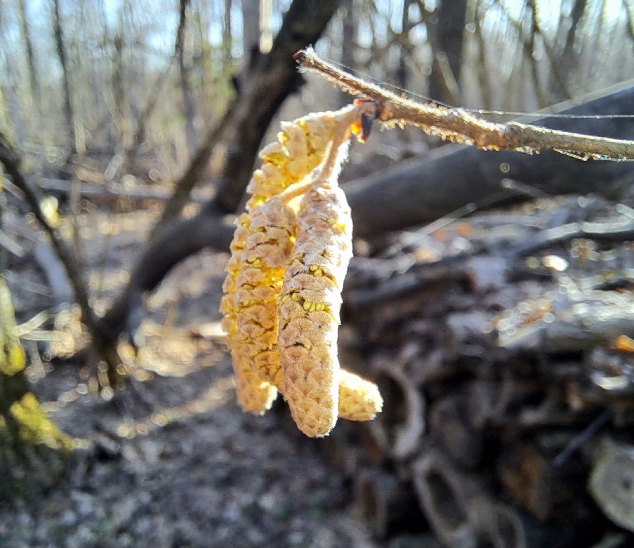 Березовый сок, Лес, Природа, Березы