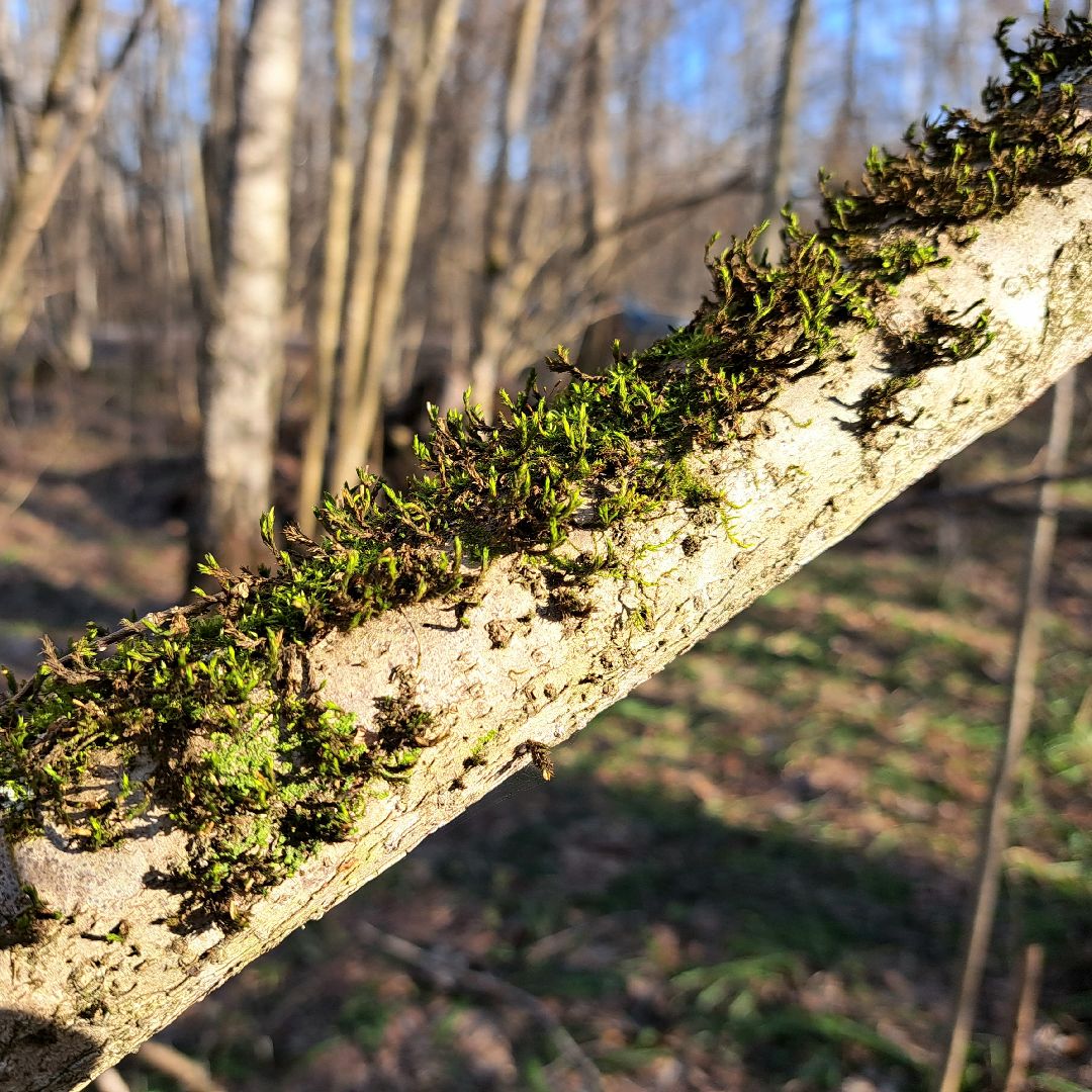 Березовый сок, Лес, Природа, Березы