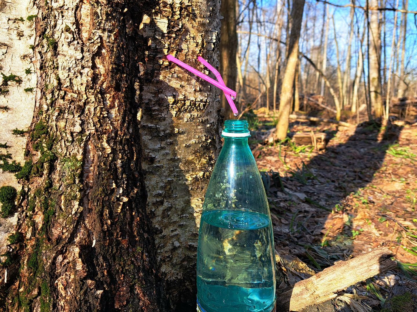 Березовый сок, Лес, Природа, Березы