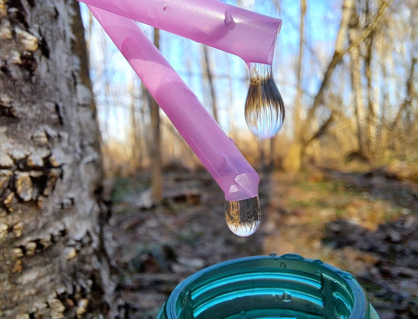 Березовый сок, Лес, Природа, Березы