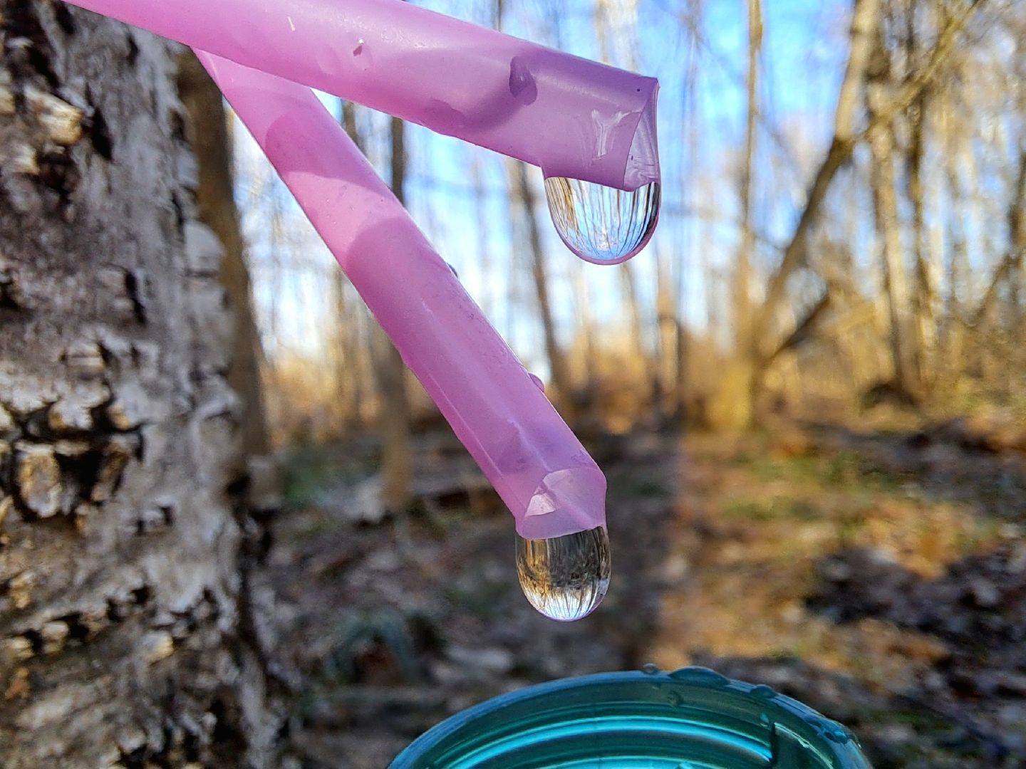 Березовый сок, Лес, Природа, Березы