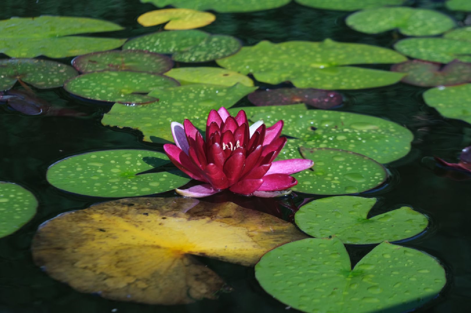 пущино, серпухов, дети, каникулы,