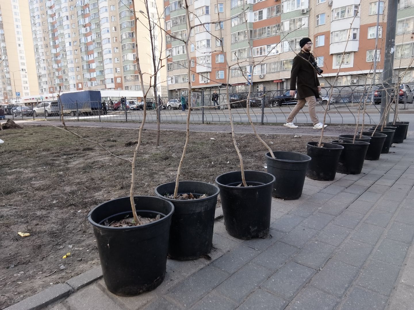 Балашиха, Великая Отечественная Война, гинкго билоба, саженцы гинкго билоба, микрорайон Авиаторов, микрорайон Железнодорожный, бульвар Нестерова, проспект Героев, Управление экологии и природопользования