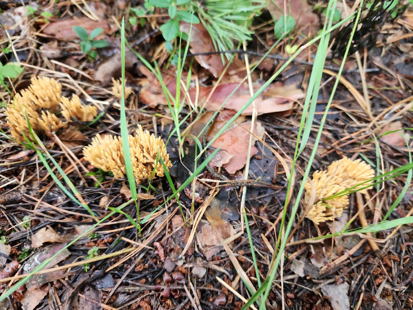 шатура, лес, грибы, грибы в лесу, сбор грибов, культурная шатура, моспожспас,
