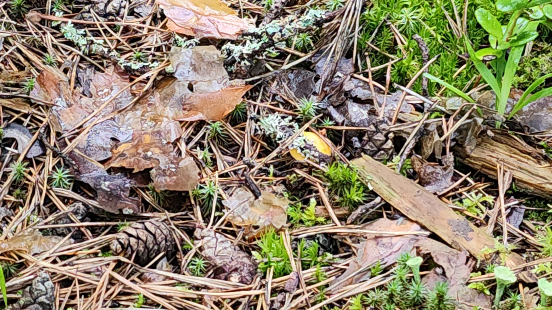 шатура, лес, грибы, грибы в лесу, сбор грибов, культурная шатура, моспожспас,