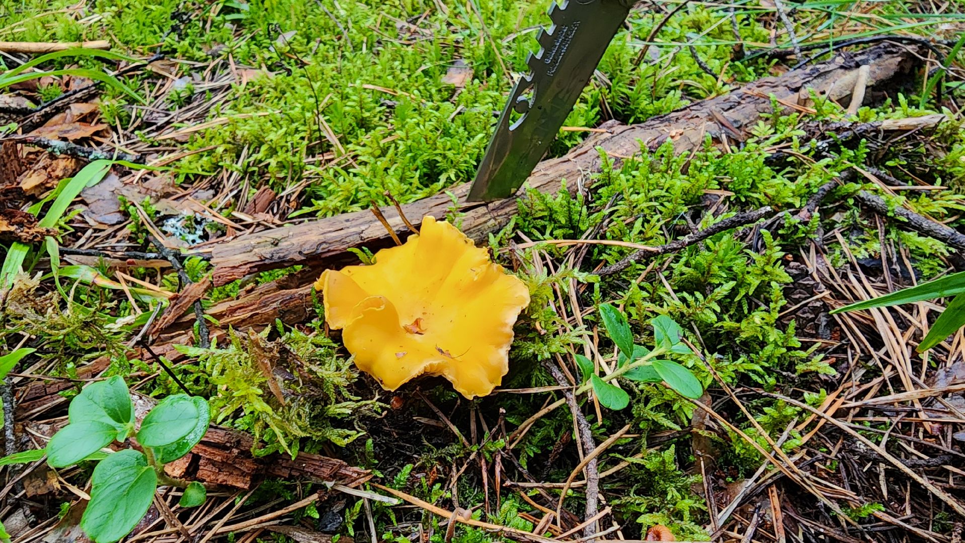 шатура, лес, грибы, грибы в лесу, сбор грибов, культурная шатура, моспожспас,