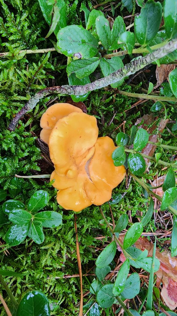 шатура, лес, грибы, грибы в лесу, сбор грибов, культурная шатура, моспожспас,