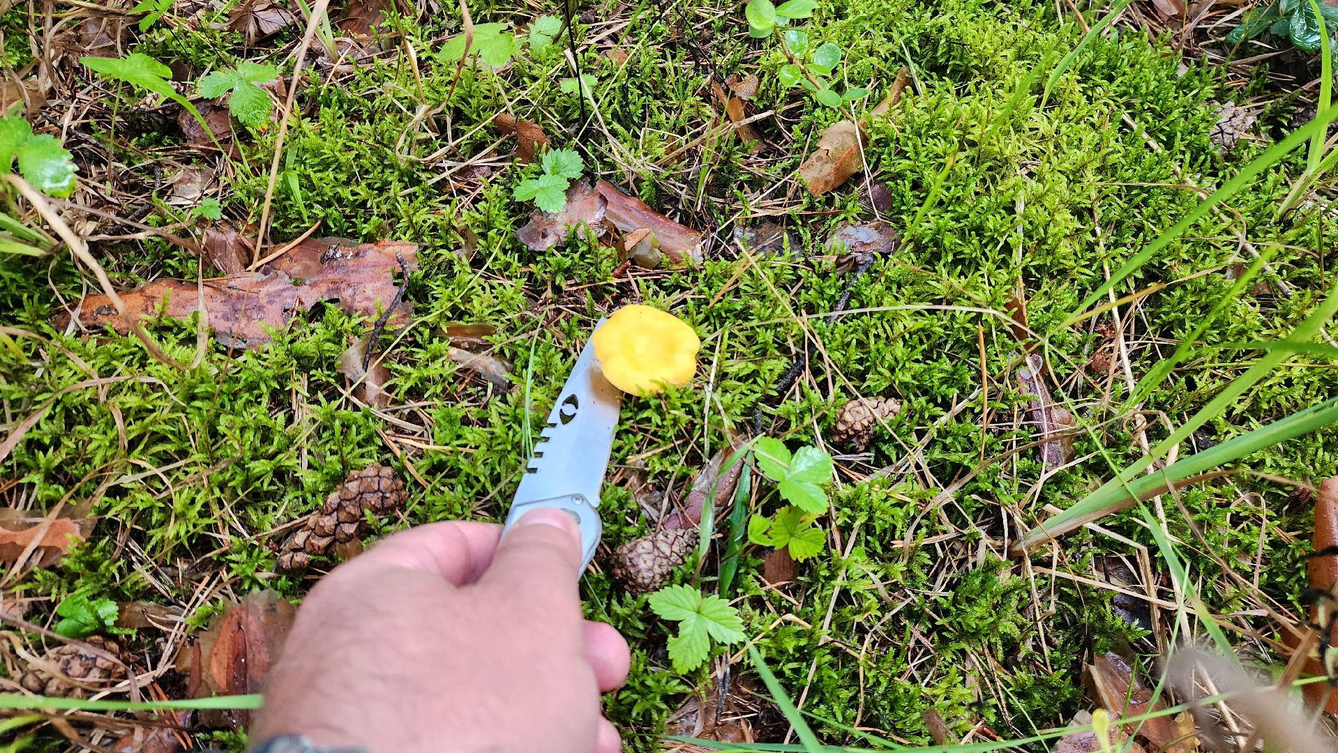 шатура, лес, грибы, грибы в лесу, сбор грибов, культурная шатура, моспожспас,