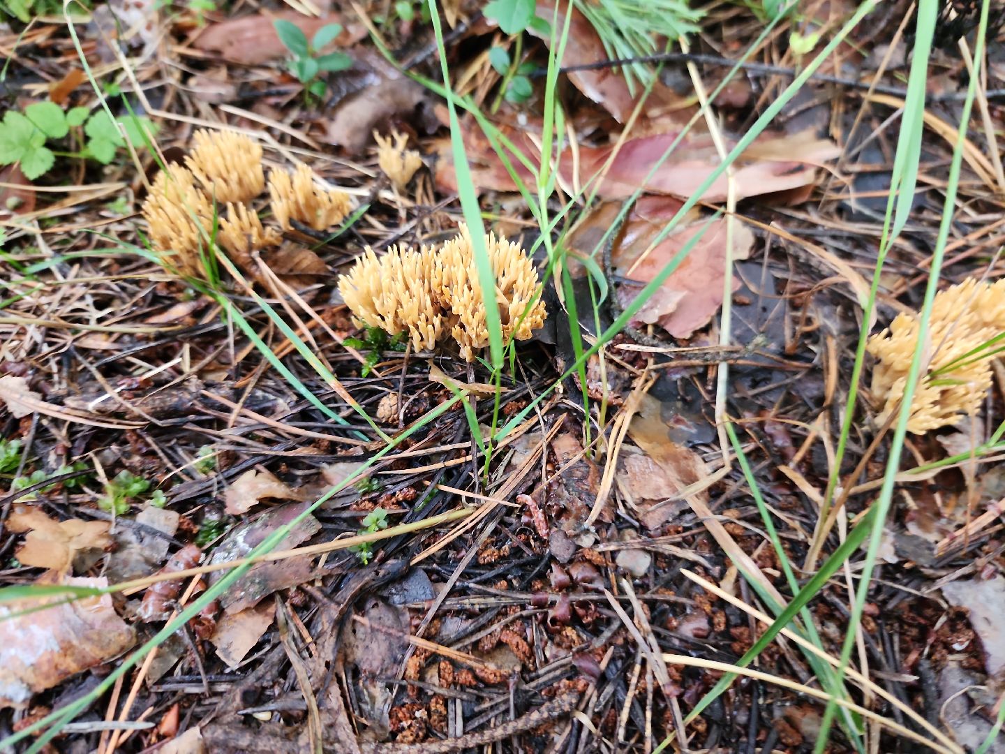 шатура, лес, грибы, грибы в лесу, сбор грибов, культурная шатура, моспожспас,