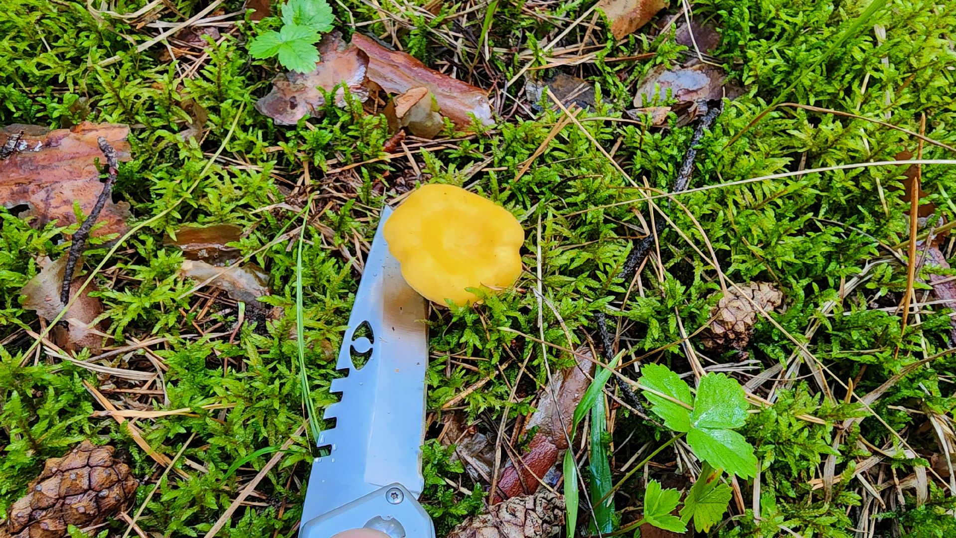 шатура, лес, грибы, грибы в лесу, сбор грибов, культурная шатура, моспожспас,