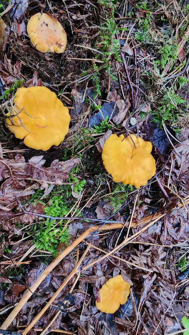 шатура, лес, грибы, грибы в лесу, сбор грибов, культурная шатура, моспожспас,