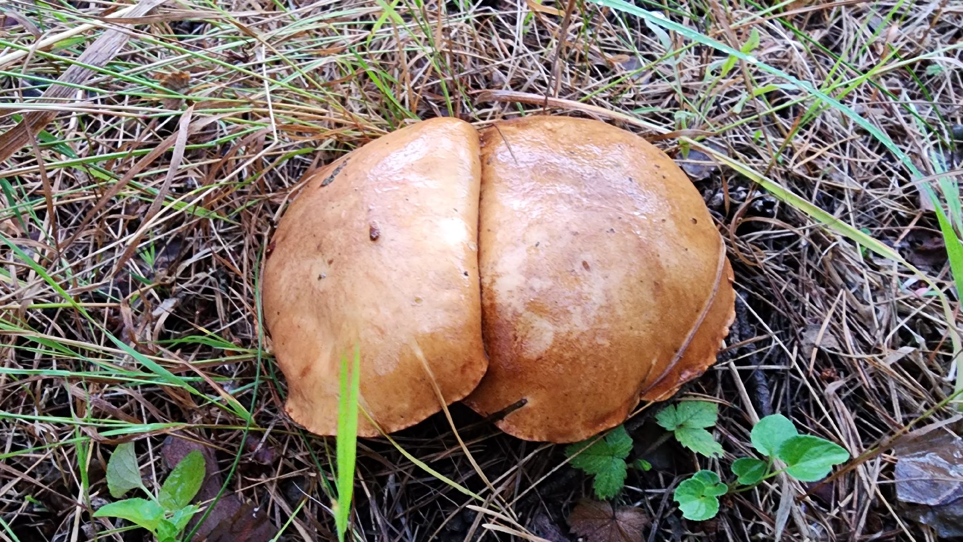 шатура, лес, грибы, грибы в лесу, сбор грибов, культурная шатура, моспожспас,