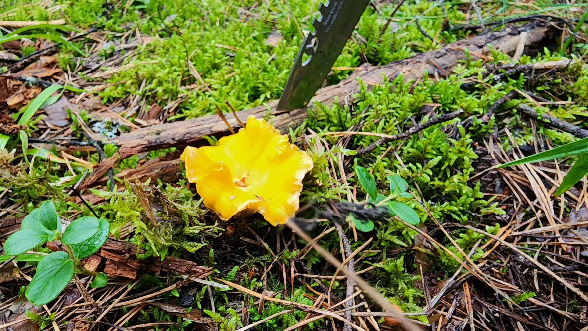 шатура, лес, грибы, грибы в лесу, сбор грибов, культурная шатура, моспожспас,