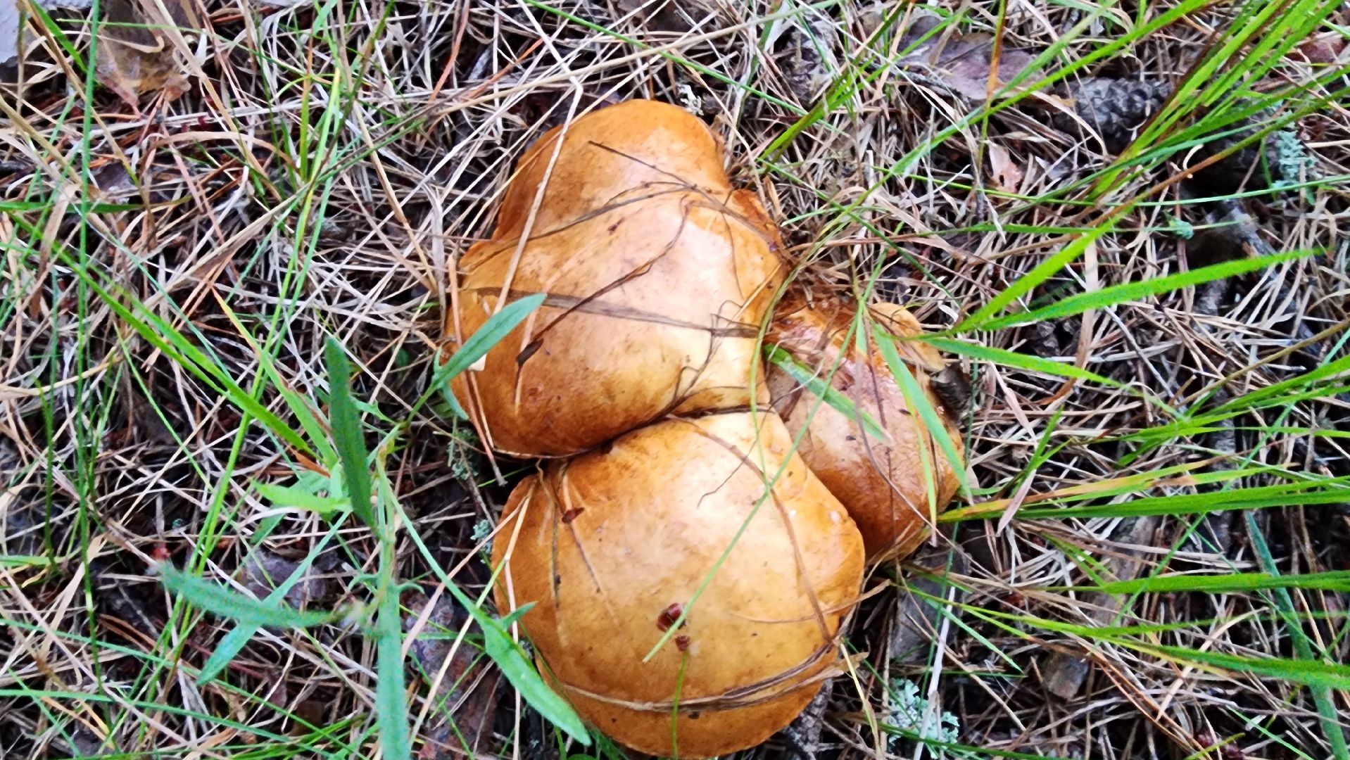 шатура, лес, грибы, грибы в лесу, сбор грибов, культурная шатура, моспожспас,