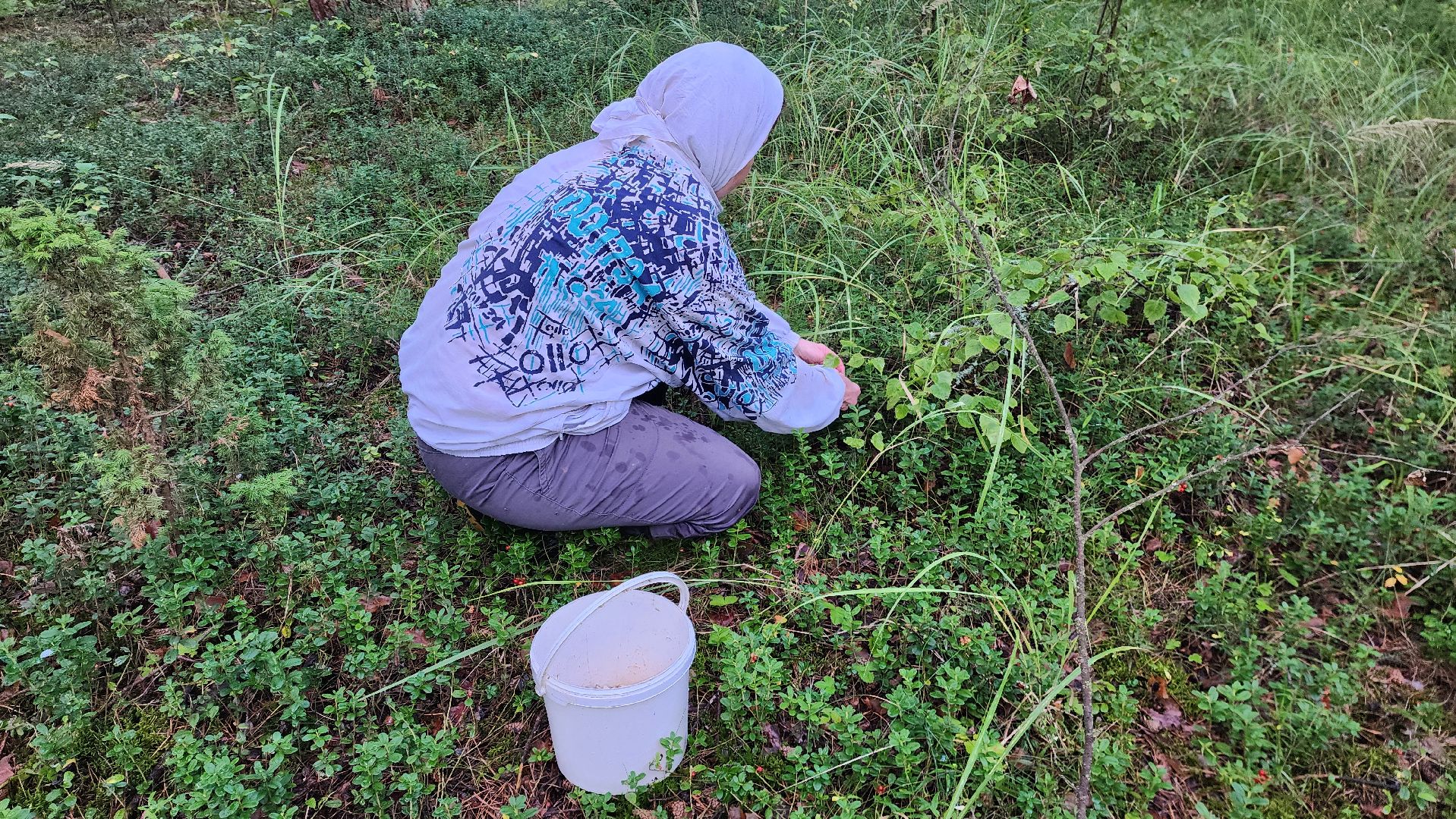 шатура, лес, грибы, грибы в лесу, сбор грибов, культурная шатура, моспожспас,