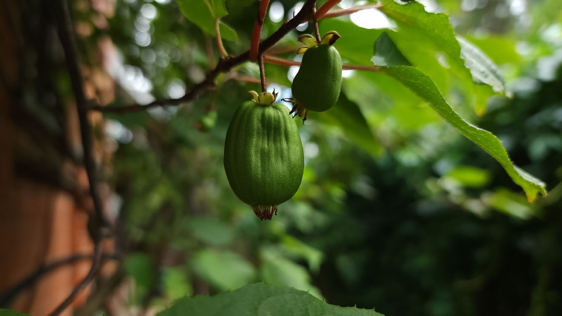 садоводство, актинидия, огородничество, Старая Купавна, Богородский городской округ,