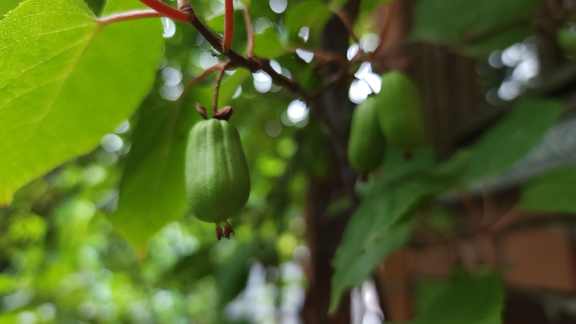 садоводство, актинидия, огородничество, Старая Купавна, Богородский городской округ,