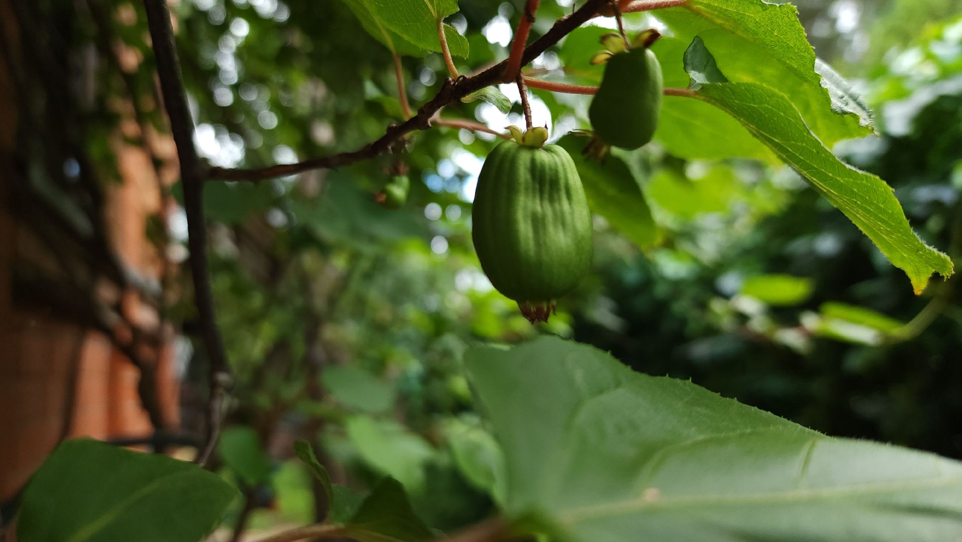садоводство, актинидия, огородничество, Старая Купавна, Богородский городской округ,