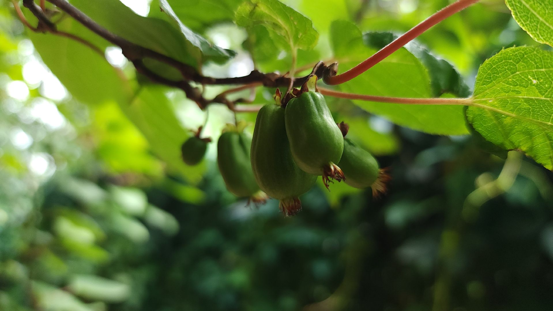 садоводство, актинидия, огородничество, Старая Купавна, Богородский городской округ,