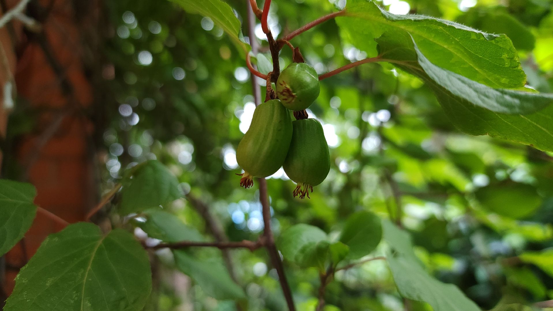 садоводство, актинидия, огородничество, Старая Купавна, Богородский городской округ,