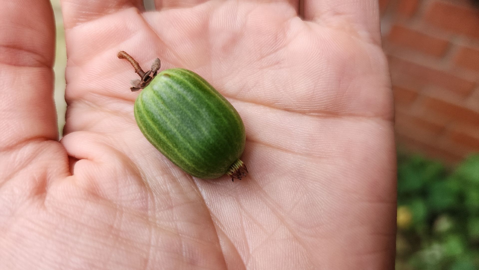 садоводство, актинидия, огородничество, Старая Купавна, Богородский городской округ,