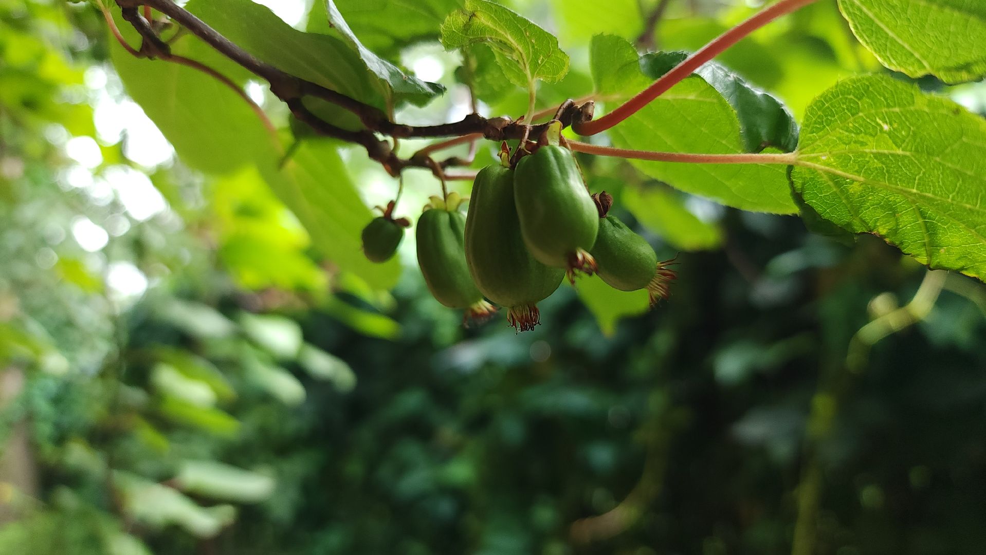 садоводство, актинидия, огородничество, Старая Купавна, Богородский городской округ,