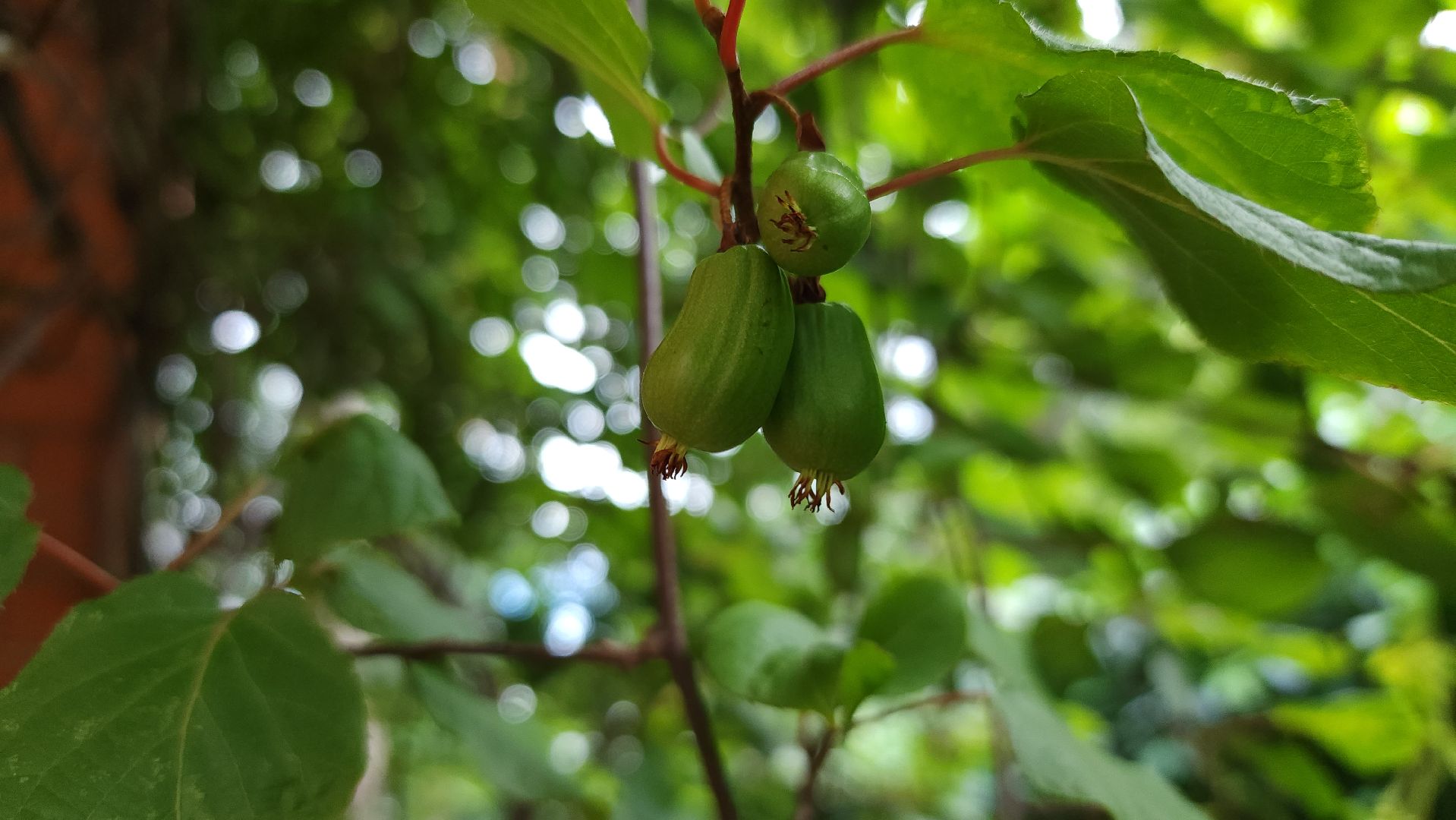 садоводство, актинидия, огородничество, Старая Купавна, Богородский городской округ,
