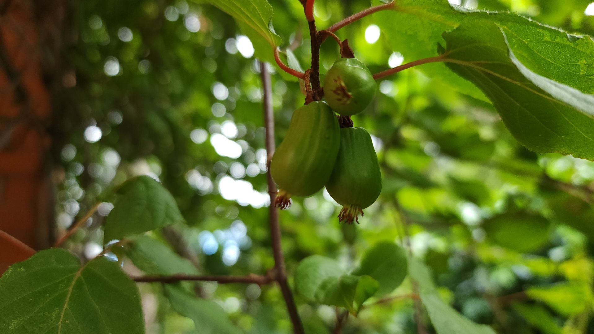садоводство, актинидия, огородничество, Старая Купавна, Богородский городской округ,