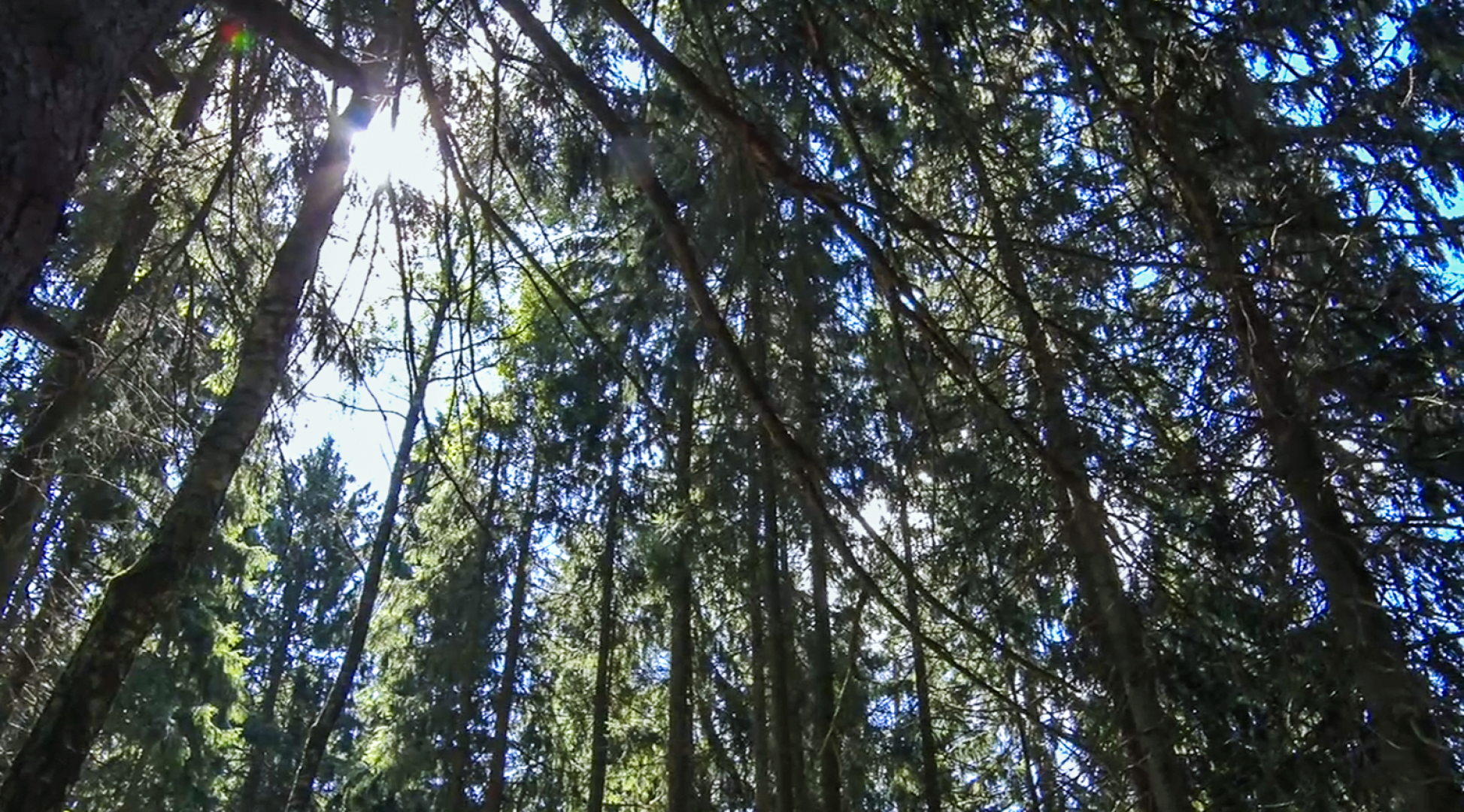 Клин, общество, пожары, лес,