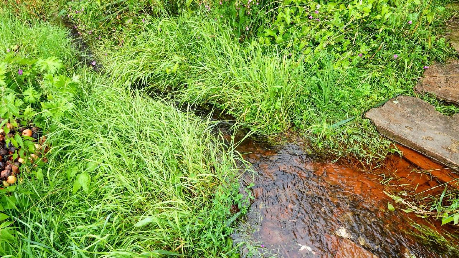 Экология, Минэкологии МО, Очистка водоемов,