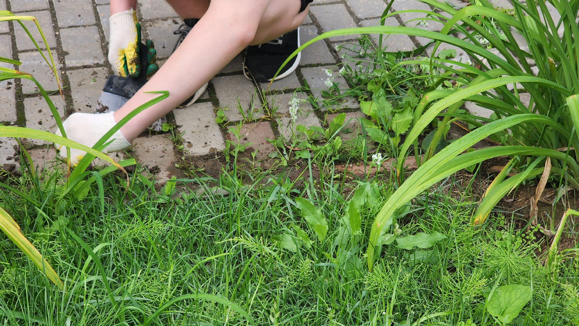 дворец молодежи, молодежь, трудовые бригады, протвино, благоустройство,