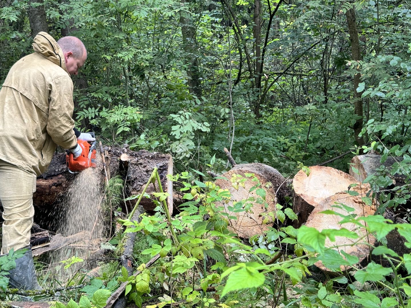 шаховская, лесничество, акция чистый лес, экологии, экологическая акция,