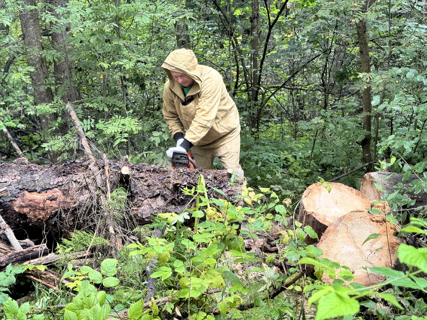 шаховская, лесничество, акция чистый лес, экологии, экологическая акция,