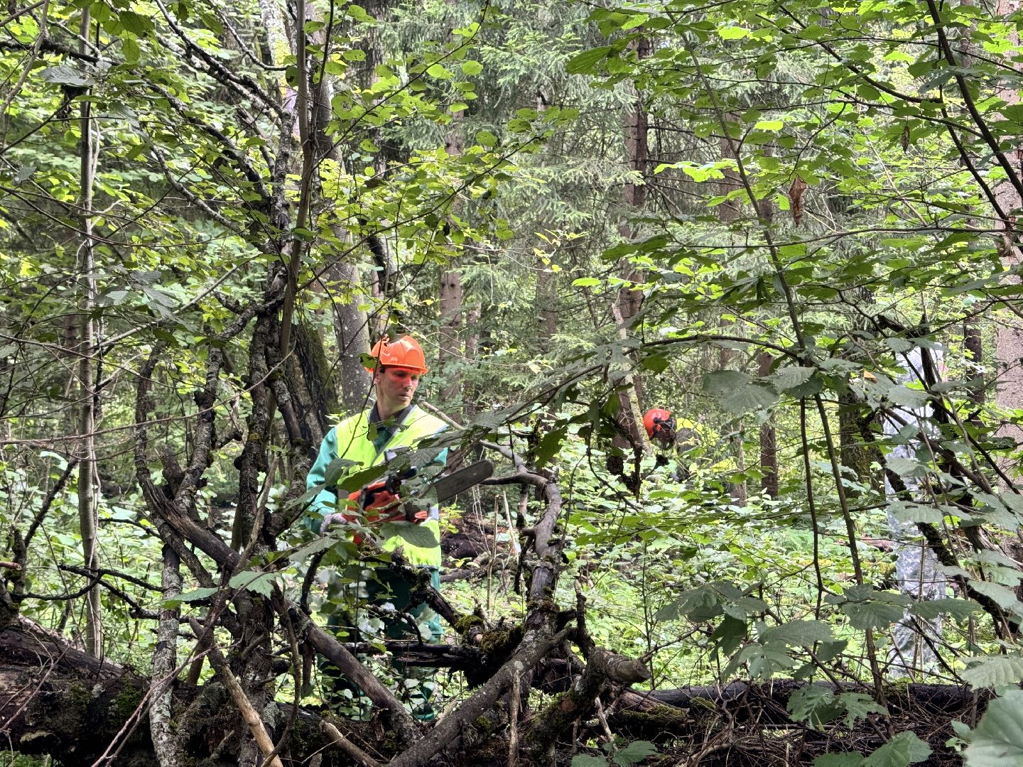 шаховская, лесничество, акция чистый лес, экологии, экологическая акция,