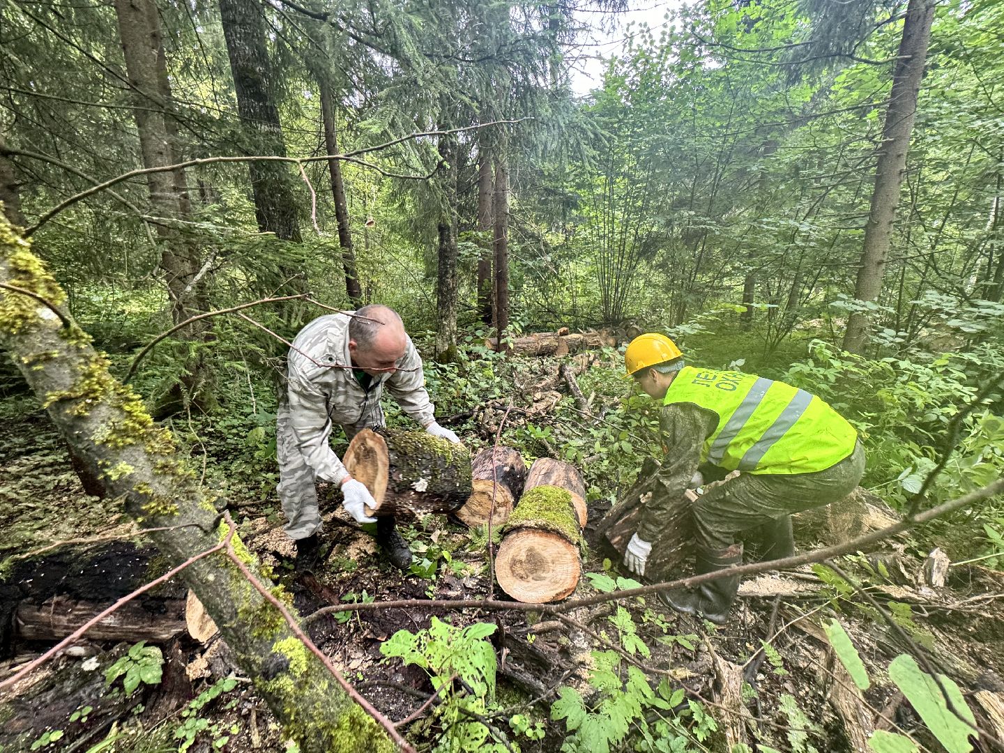 шаховская, лесничество, акция чистый лес, экологии, экологическая акция,