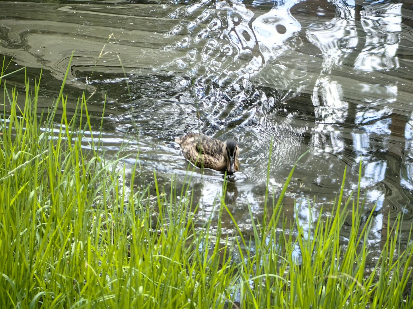 домик для уток, плавающий домик, пруд, потомство, щёлково,