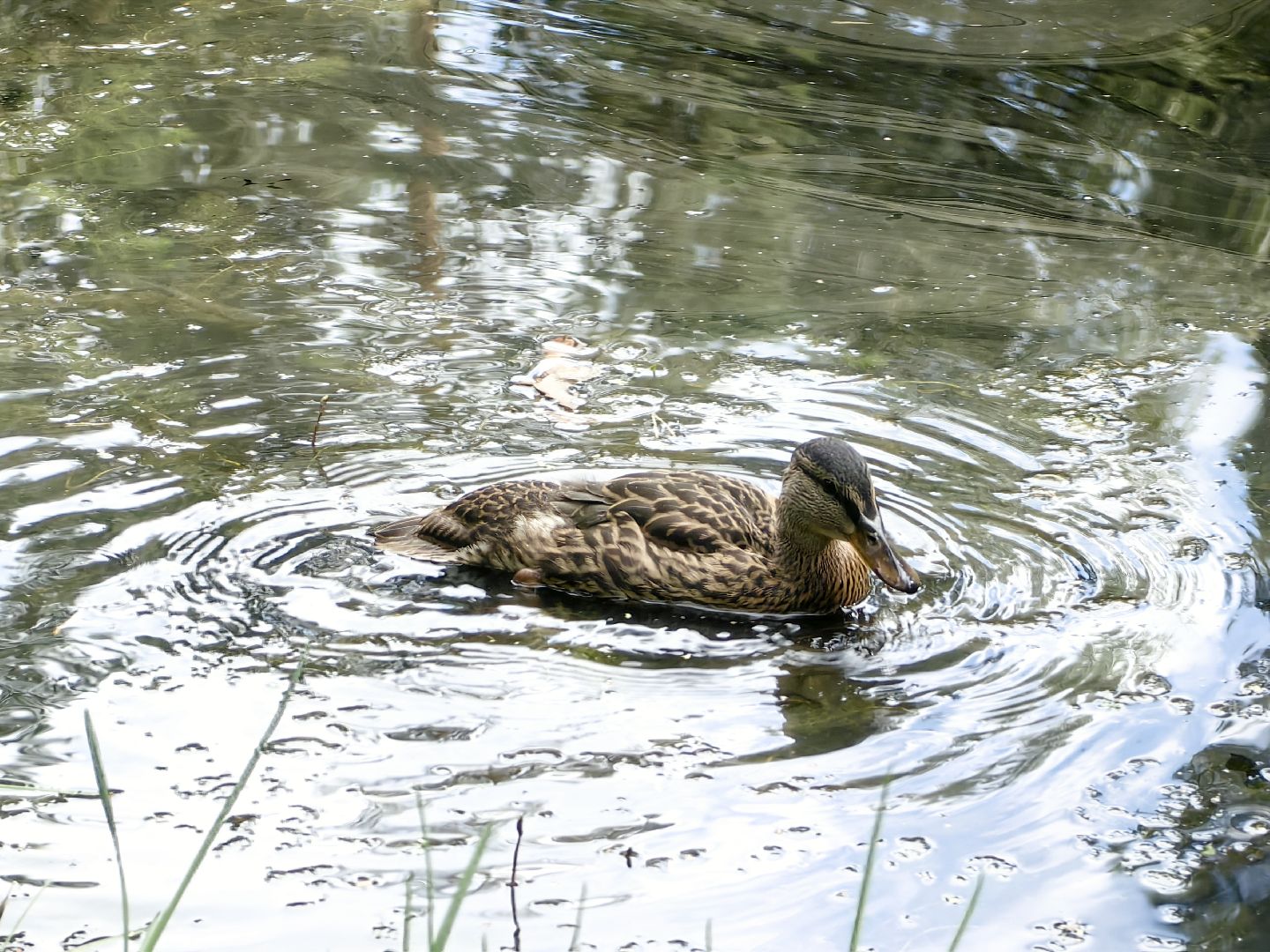 домик для уток, плавающий домик, пруд, потомство, щёлково,