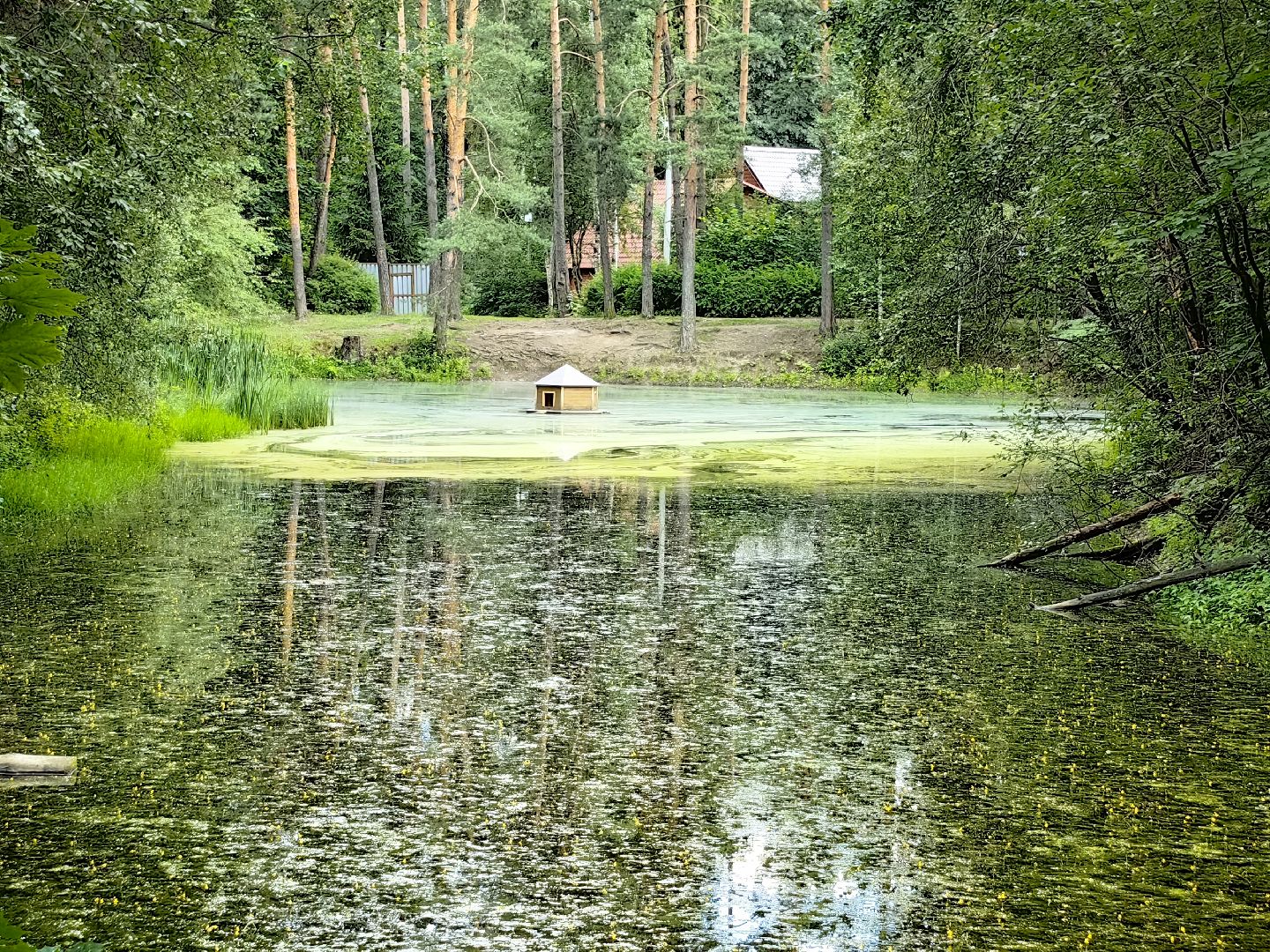 домик для уток, плавающий домик, пруд, потомство, щёлково,