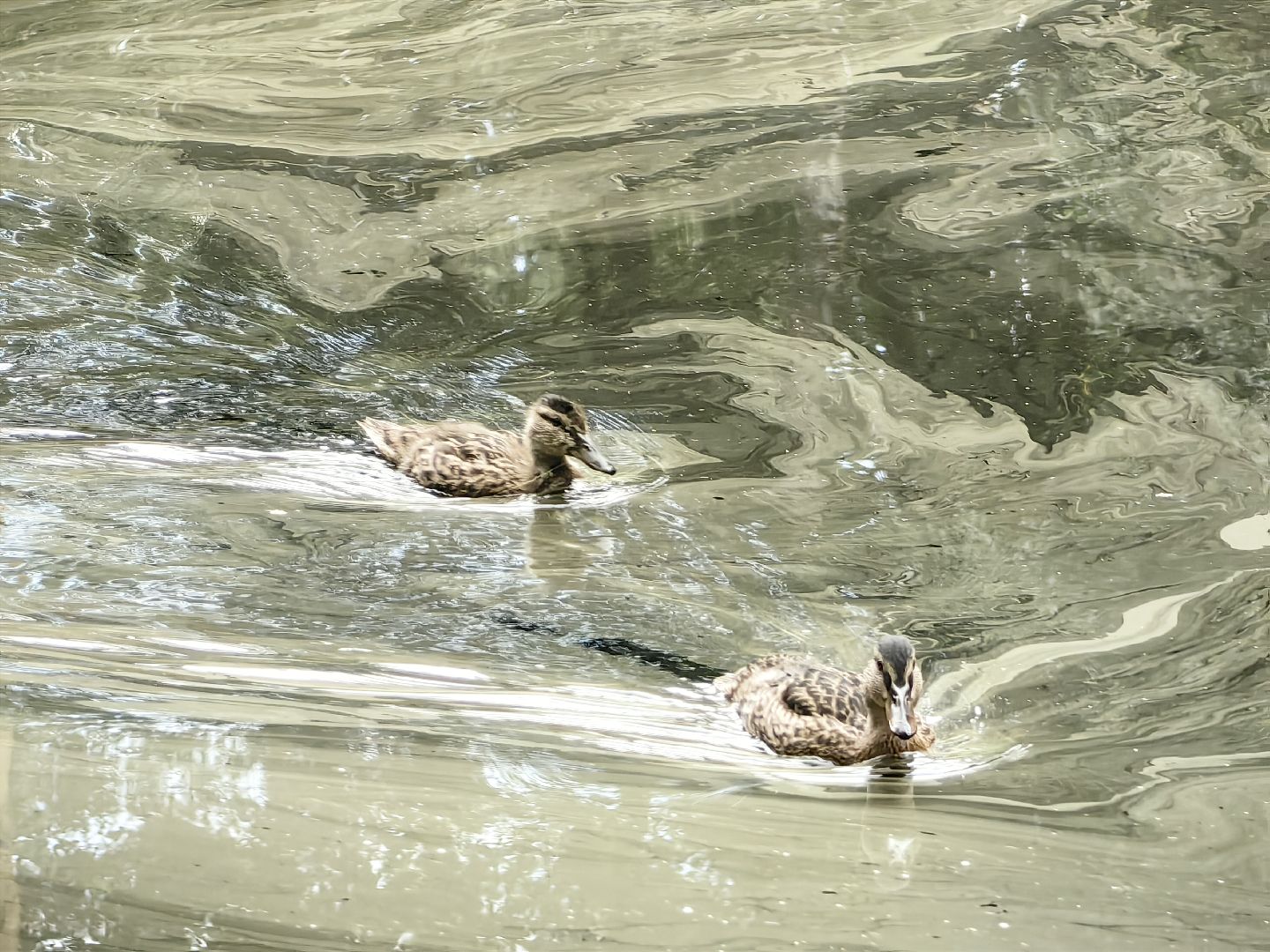 домик для уток, плавающий домик, пруд, потомство, щёлково,