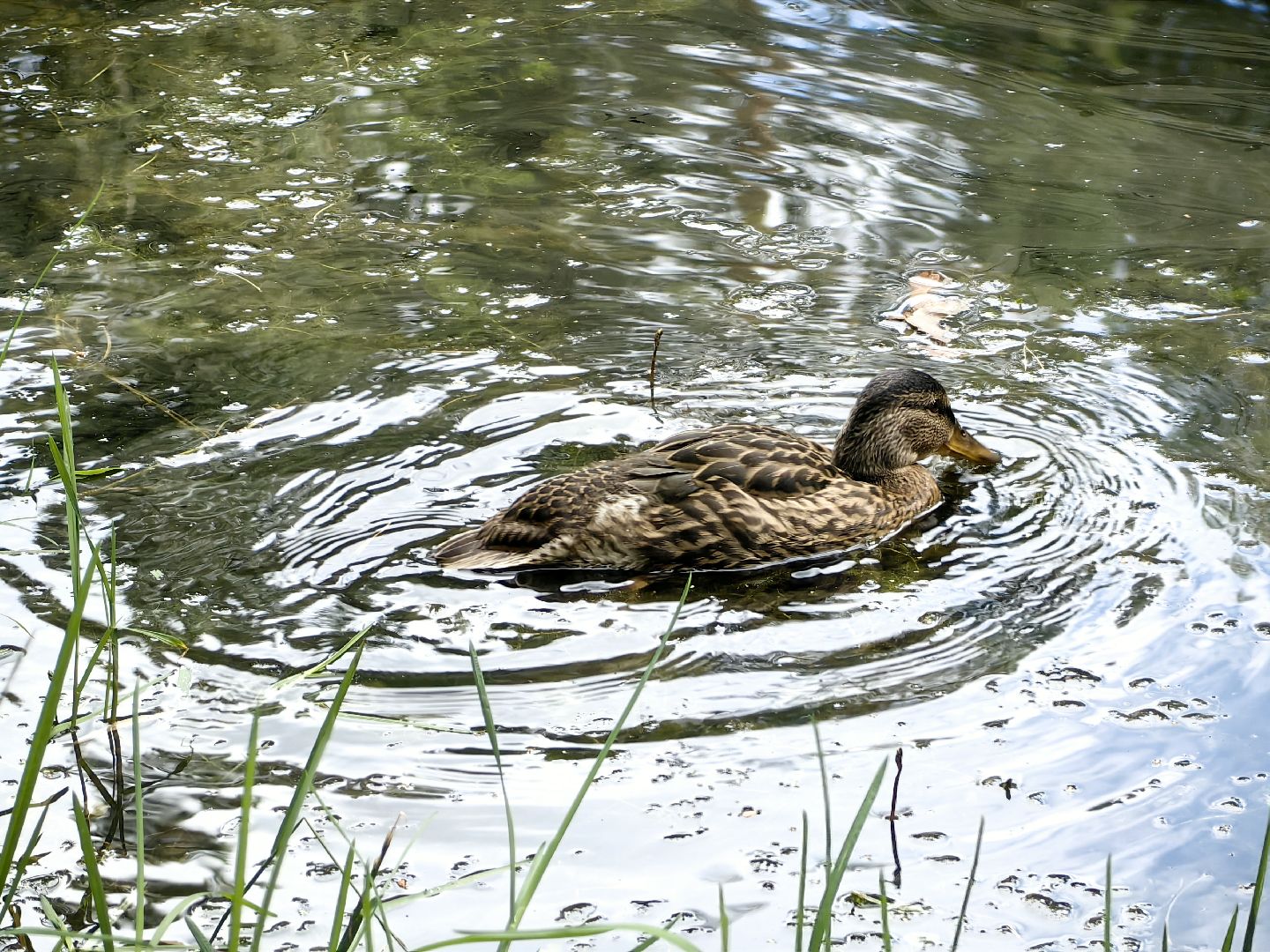домик для уток, плавающий домик, пруд, потомство, щёлково,