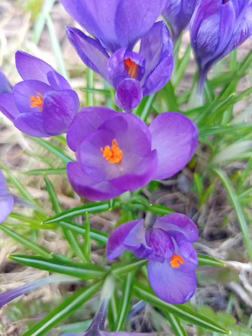 Первые цветы, Крокусы, Весна, Растения, Садовые участки