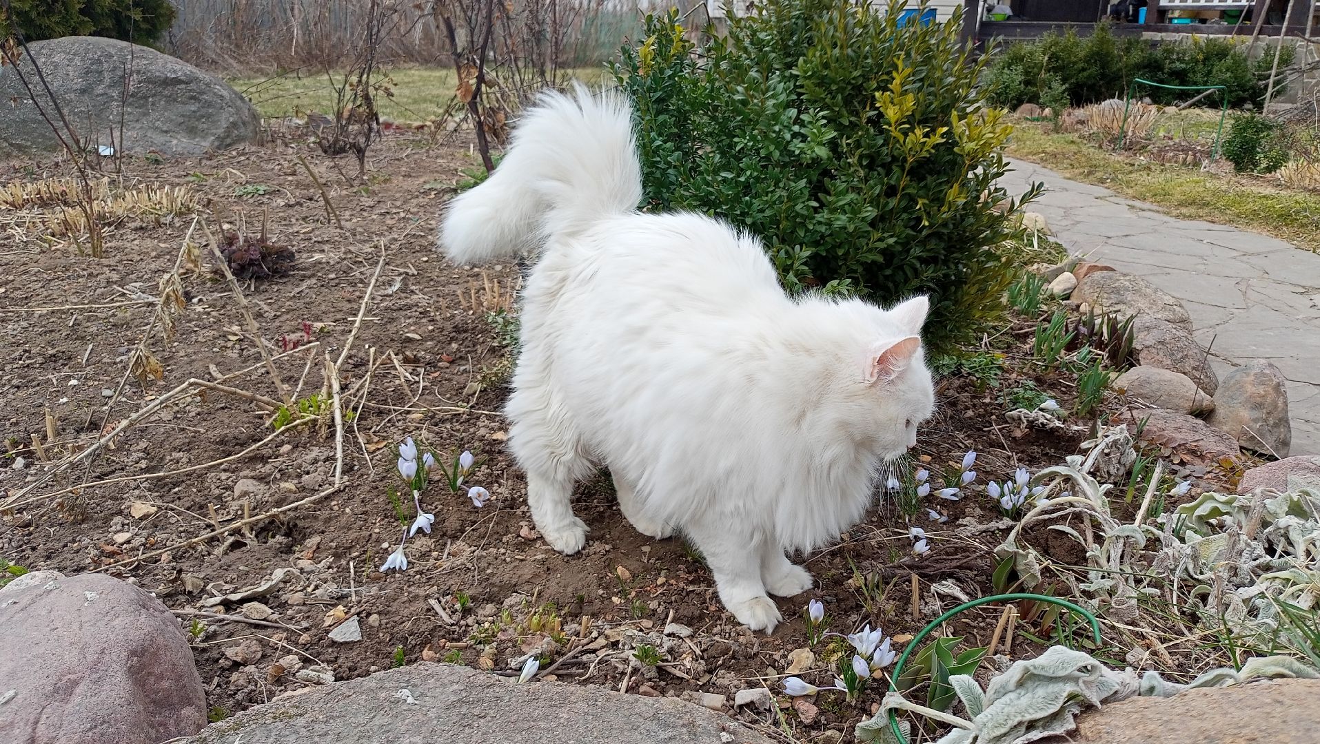 Первые цветы, Крокусы, Весна, Растения, Садовые участки