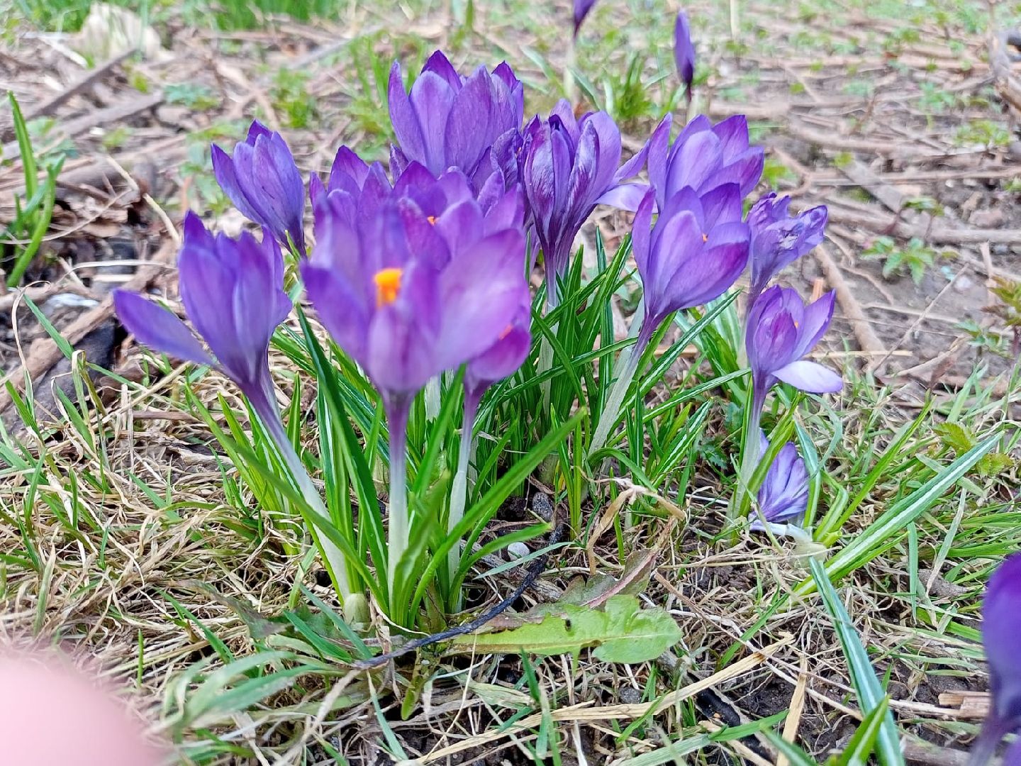 Первые цветы, Крокусы, Весна, Растения, Садовые участки