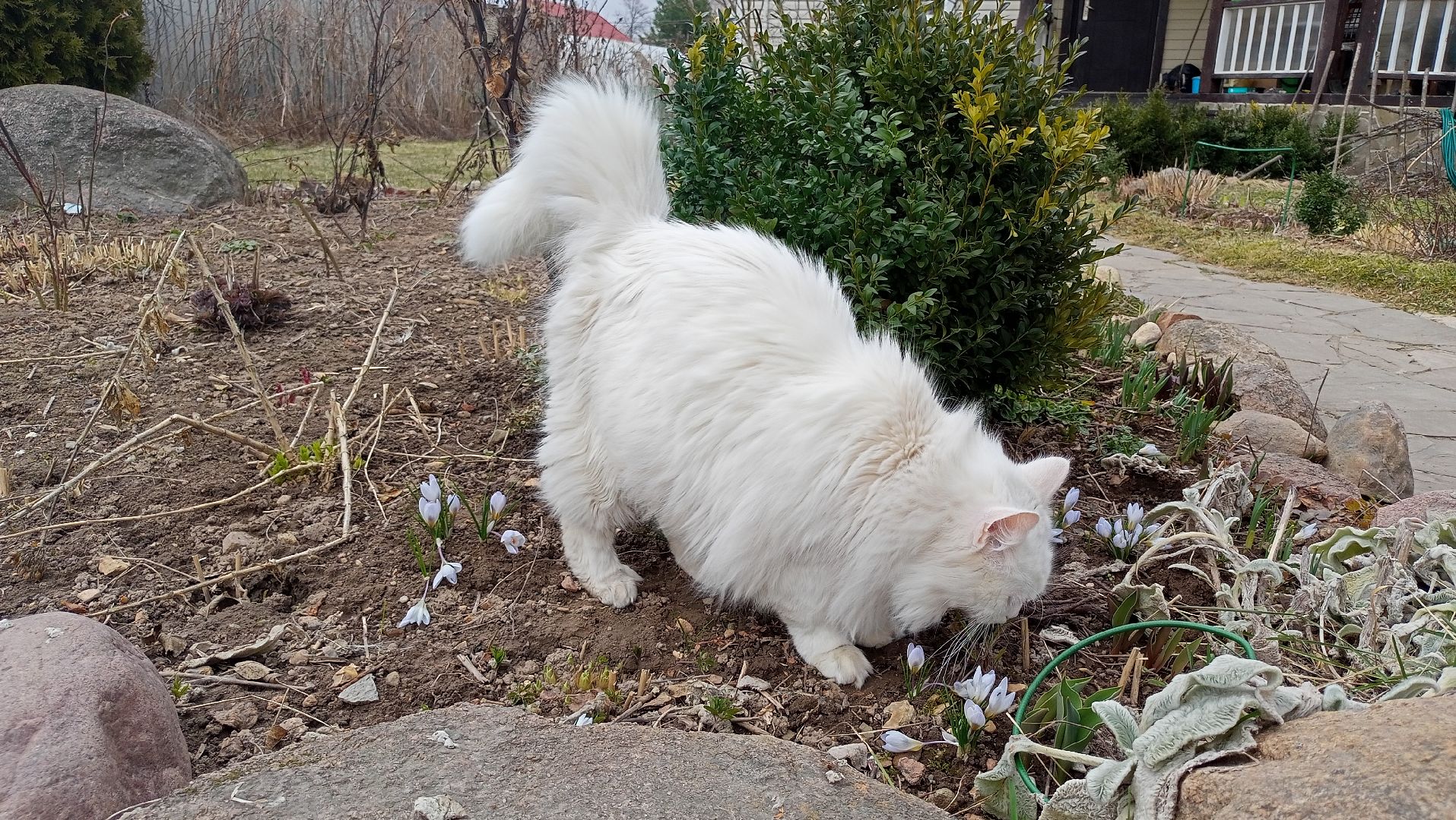 Первые цветы, Крокусы, Весна, Растения, Садовые участки