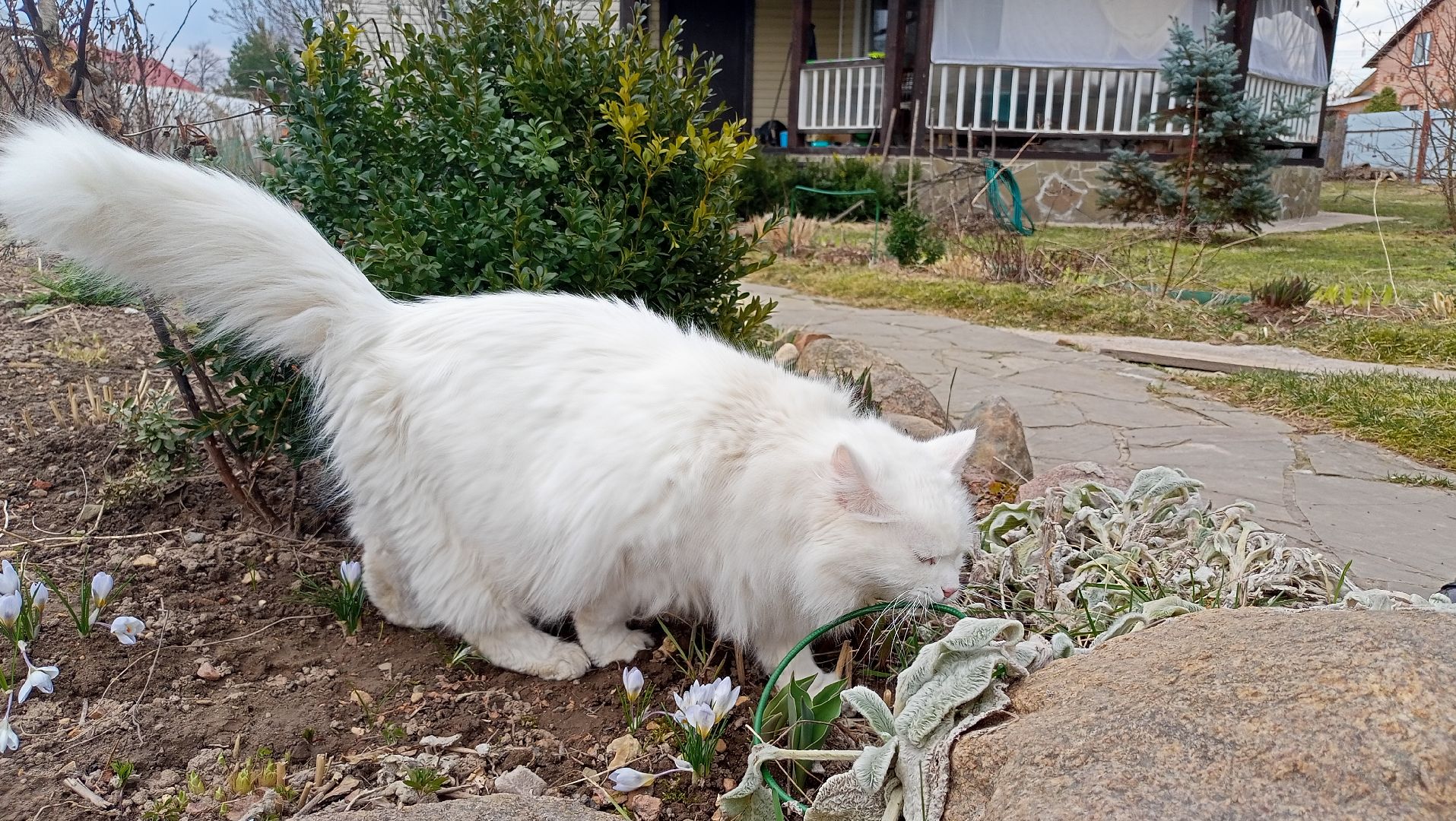 Первые цветы, Крокусы, Весна, Растения, Садовые участки