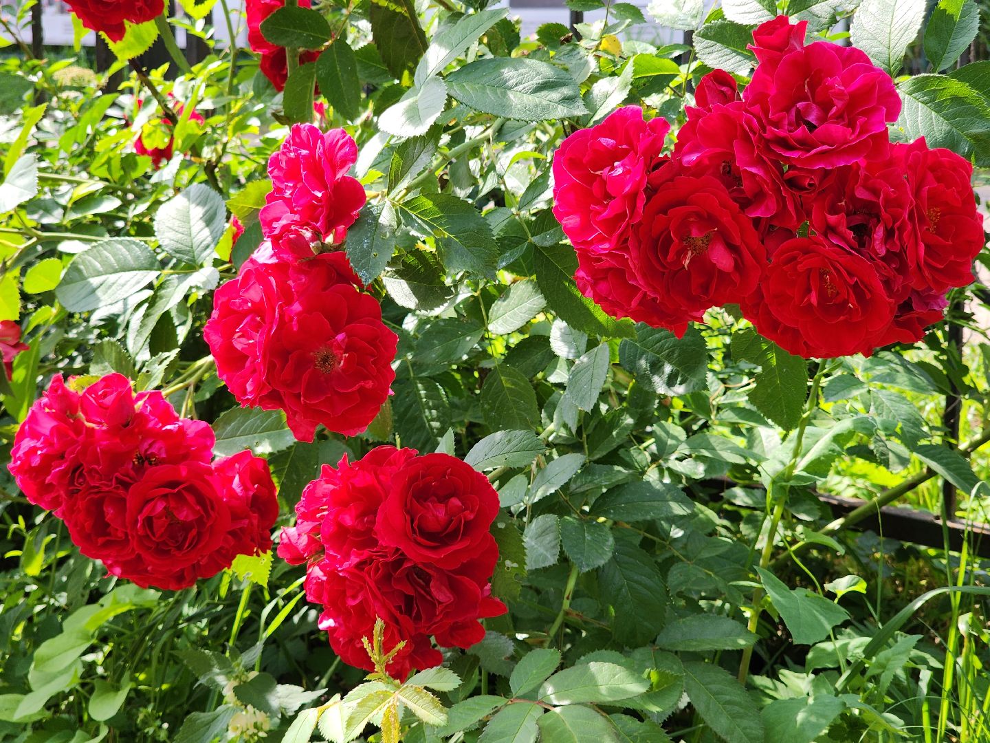 Звенигород, Общество, фотоконкурс,