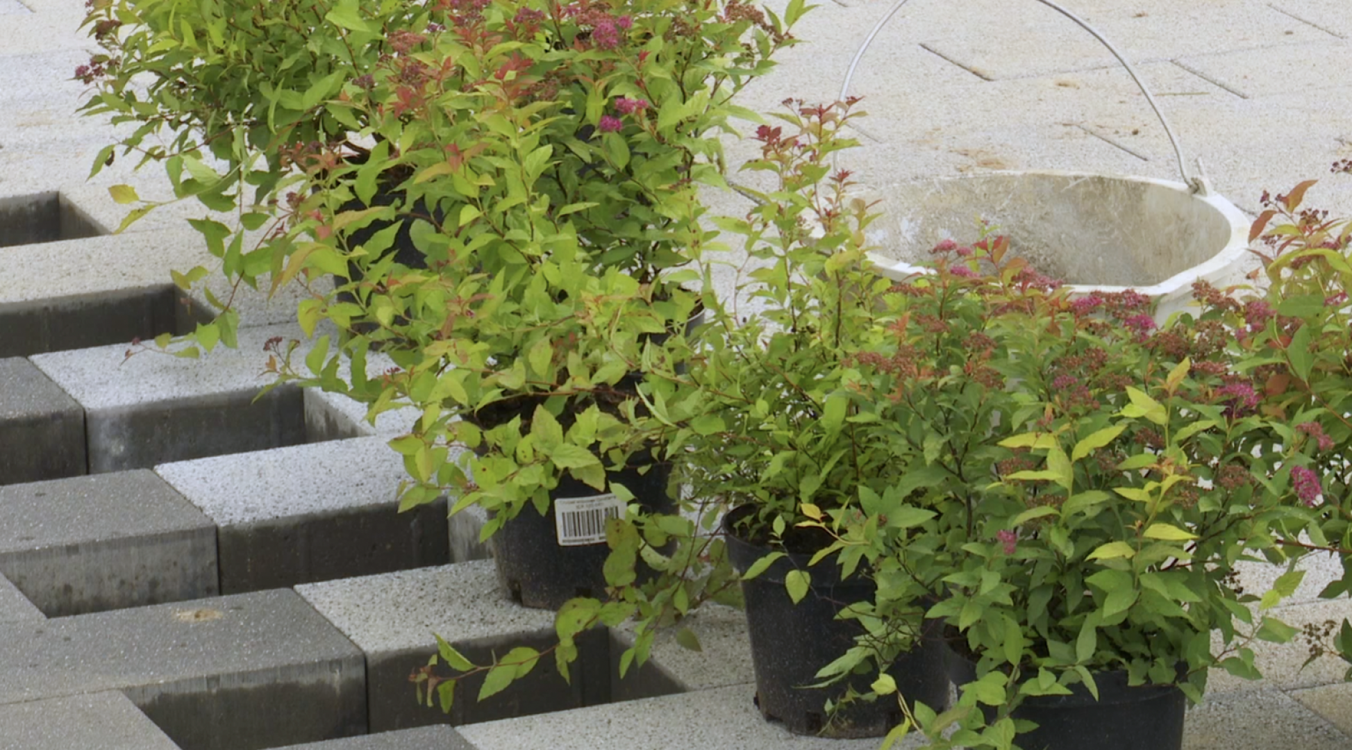 Клин, общество, благоустройство, скверы,