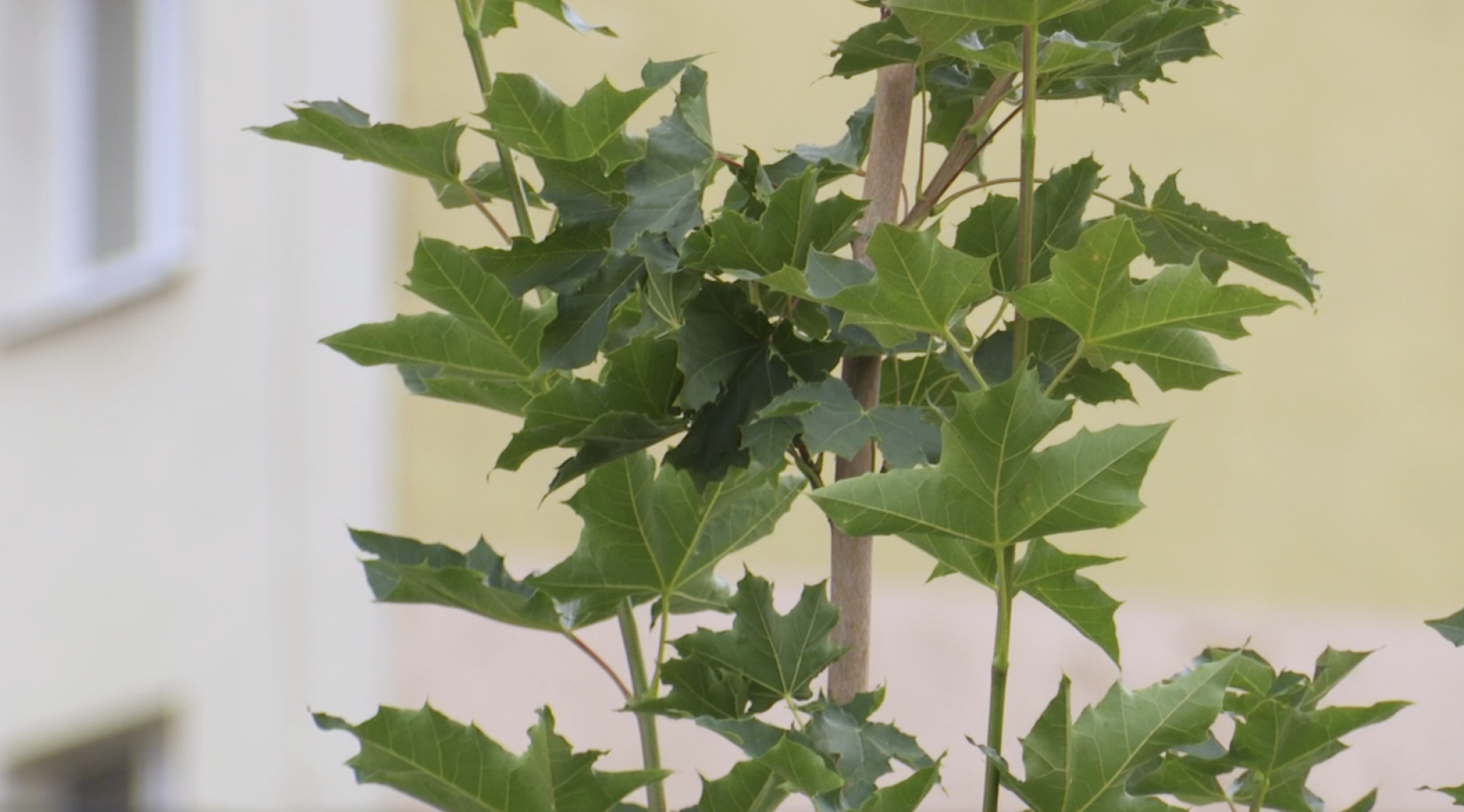 Клин, общество, благоустройство, скверы,