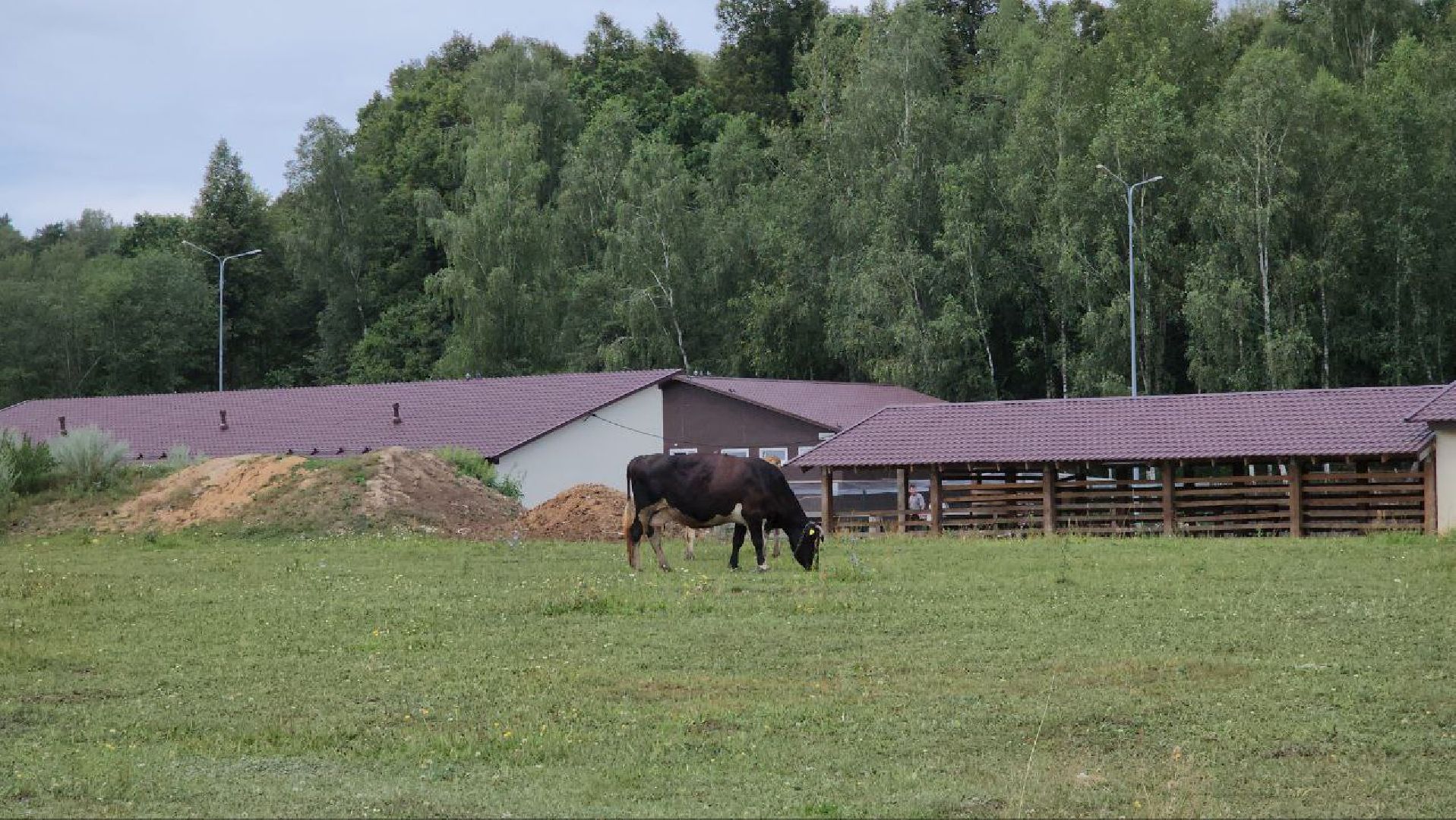серпухов, подмосковье, бунин ручей, экоферма, пятнистые олени в подмосковье,